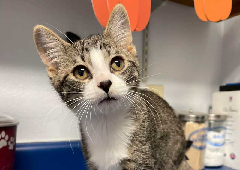 Carousel Slide 4: Cat veterinarians