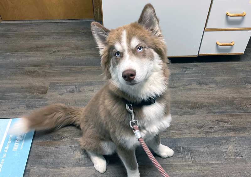 Carousel Slide 3: Dog veterinary exams