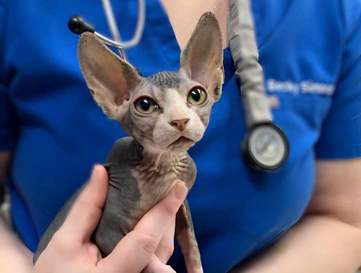 Preventive Care for Cats