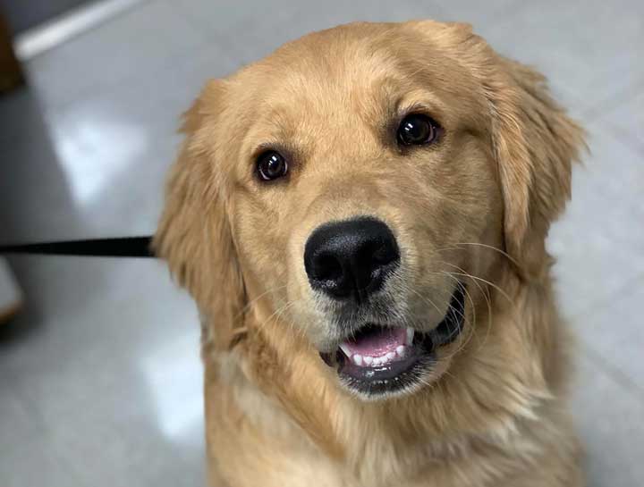 Preventive Care for Dogs
