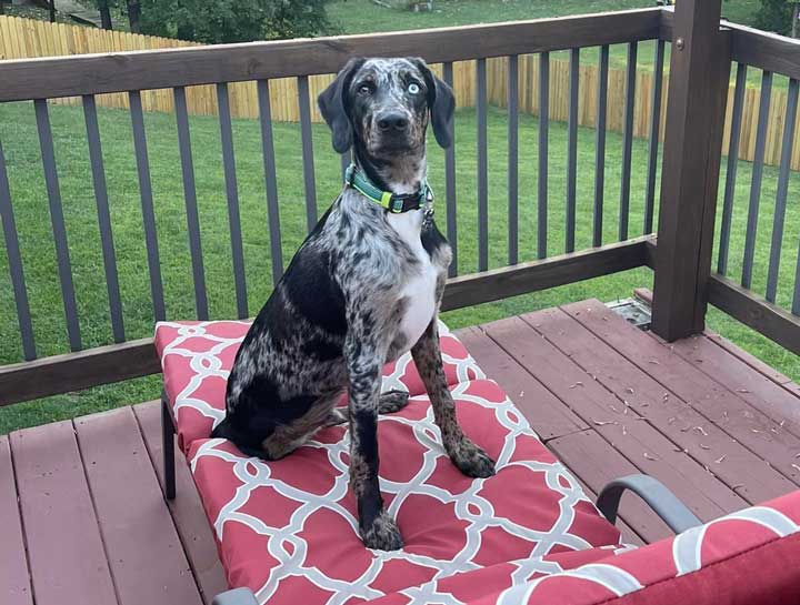 Dog Genetic Testing