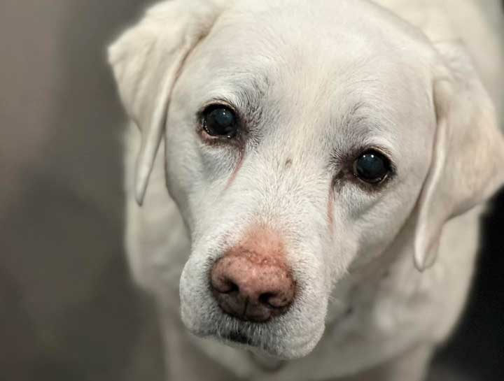 Senior Pet Care